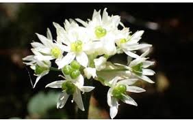 Image result for Allium ursinum