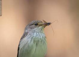 Attēlu rezultāti vaicājumam “Muscicapa striata”