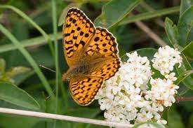 Attēlu rezultāti vaicājumam “Argynnis niobe”