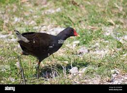 Attēlu rezultāti vaicājumam “Gallinula chloropus adult”