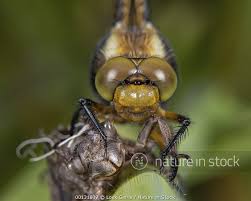 Attēlu rezultāti vaicājumam “Libellula depressa male”