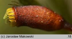 Attēlu rezultāti vaicājumam “Sciuro-hypnum populeum”