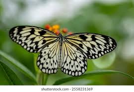 Attēlu rezultāti vaicājumam “Lopinga achine upperside”