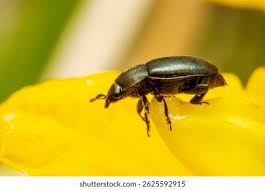 Attēlu rezultāti vaicājumam “Meligethes sp.”