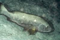 Image result for Lutjanus cyanopterus