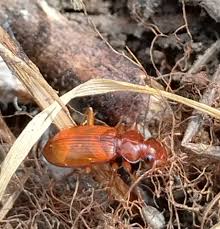 Attēlu rezultāti vaicājumam “Leistus terminatus”