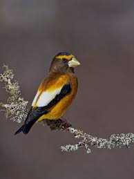 Image result for Hesperiphona vespertina