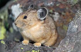 Attēlu rezultāti vaicājumam “Pica pica adult”