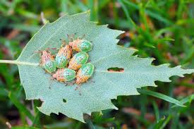 Attēlu rezultāti vaicājumam “Elasmucha grisea”