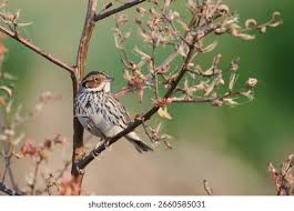 Image result for Emberiza pusilla