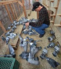 Image result for Abbeyton & Broomfield Racing Pigeons