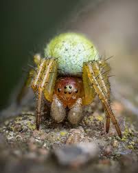 Attēlu rezultāti vaicājumam “Araniella”