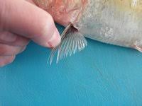 Image result for Alosa chrysochloris