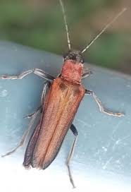 Attēlu rezultāti vaicājumam “Anogcodes melanurus”