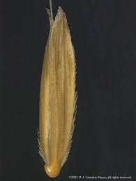 Attēlu rezultāti vaicājumam “Alopecurus pratensis fruit”