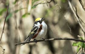 Image result for Dendroica pensylvanica