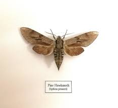 Attēlu rezultāti vaicājumam “Sphinx pinastri”