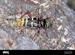 Attēlu rezultāti vaicājumam “Plagionotus detritus”