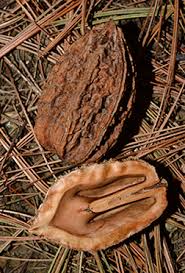 Attēlu rezultāti vaicājumam “Juglans cinerea”