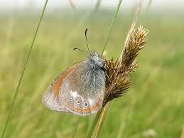 Attēlu rezultāti vaicājumam “Coenonympha glycerion”
