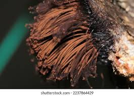 Attēlu rezultāti vaicājumam “Symphytocarpus flaccidus plasmodium”