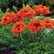 Image result for Papaver orientale