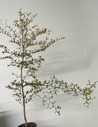 Attēlu rezultāti vaicājumam “Enteridium olivaceum”