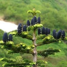 Attēlu rezultāti vaicājumam “Abies mariesii”