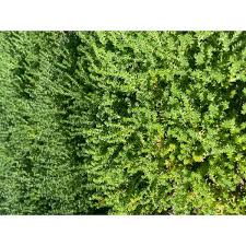 Attēlu rezultāti vaicājumam “Sedum sexangulare”