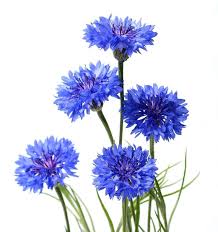 Attēlu rezultāti vaicājumam “Centaurea”