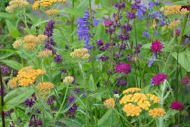 Attēlu rezultāti vaicājumam “Salvia verticillata”