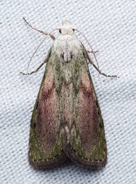 Attēlu rezultāti vaicājumam “Aphomia sociella female”