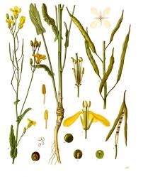 Attēlu rezultāti vaicājumam “Brassica napus flower”