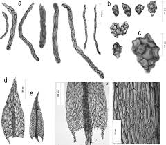 Attēlu rezultāti vaicājumam “Pohlia proligera”