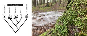 Attēlu rezultāti vaicājumam “Trichocolea tomentella sporophyte”