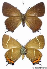 Attēlu rezultāti vaicājumam “Satyrium w-album”