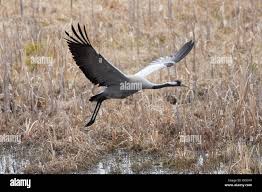 Attēlu rezultāti vaicājumam “Grus grus”