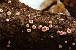 Attēlu rezultāti vaicājumam “Lachnellula willkommii”