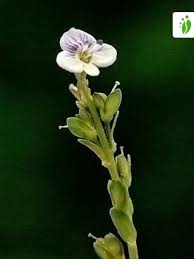 Attēlu rezultāti vaicājumam “Veronica serpyllifolia bud”