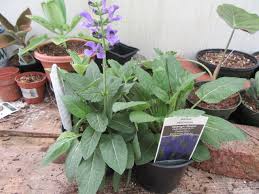 Attēlu rezultāti vaicājumam “Salvia pratensis”