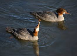 Attēlu rezultāti vaicājumam “Mergus merganser”