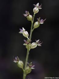 Attēlu rezultāti vaicājumam “Listera cordata fruit”