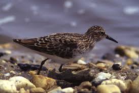 Image result for Calidris minutilla