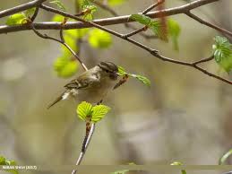 Image result for Phylloscopus humei
