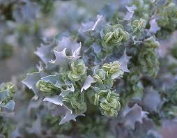 Attēlu rezultāti vaicājumam “Atriplex littoralis fruit”