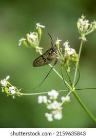 Attēlu rezultāti vaicājumam “Ephemera sp.”