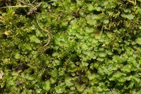 Attēlu rezultāti vaicājumam “Pellia neesiana”