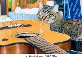 Image result for Cat sleeping in guitar