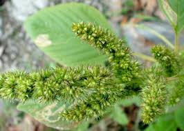Attēlu rezultāti vaicājumam “Amaranthus retroflexus flower”