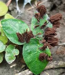 Attēlu rezultāti vaicājumam “Stemonitis splendens stalked”